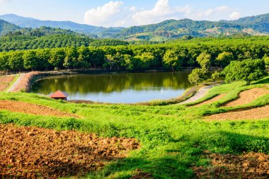 Tayland 'ın Chiang Rai eyaletindeki güzel park..