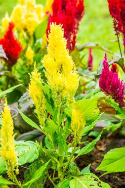 Common Horoz Tarağı Çiçeklerinin Kapanışı, Tayland.