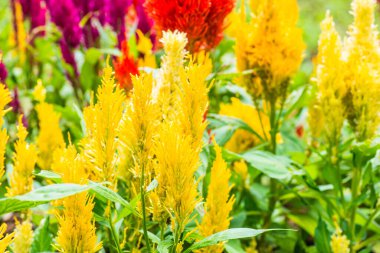 Common Horoz Tarağı Çiçeklerinin Kapanışı, Tayland.