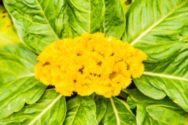 Horoz Tarağı Çiçeğinin Kapanışı, Tayland.