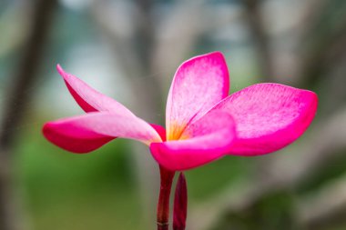 Pembe Frangipani çiçeğine yakın çekim, Tayland.