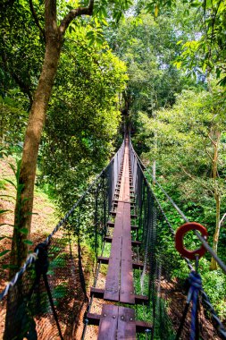 Mae Fah Luang Bahçesinde Ağaç Tepesi Yürüyüşü, Chiang Rai.