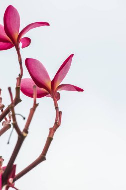 Pembe Frangipani çiçeğine yakın çekim, Tayland.