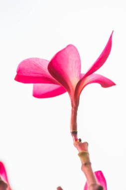 Pembe Frangipani çiçeğine yakın çekim, Tayland.