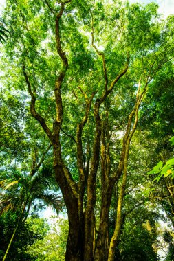 Mae Fah Luang Bahçesindeki büyük ağaç, Chiang Rai vilayeti.