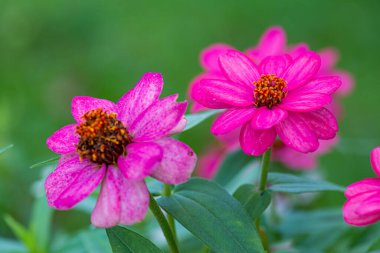 Doğal arka planı olan Zinnia çiçeği, Tayland.