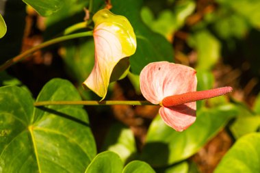 Doğal arka planı olan Anthurium çiçeği, Tayland.