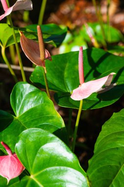 Doğal arka planı olan Anthurium çiçeği, Tayland.