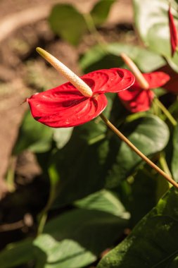 Doğal arka planı olan Anthurium çiçeği, Tayland.