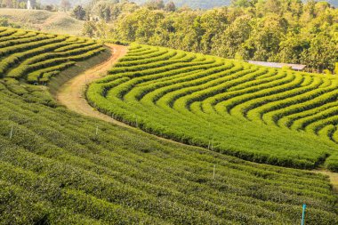 Tayland, Tayland 'da Çay Çiftliği.