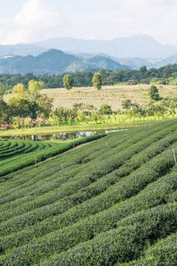 Tayland, Tayland 'da Çay Çiftliği.