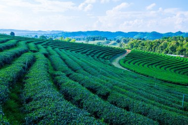 Tayland, Tayland 'da Çay Çiftliği.