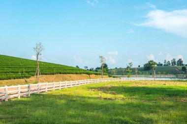 Tayland, Tayland 'daki çay çiftliğinin manzarası.