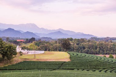 Tayland, Tayland 'da çay tarlası manzarası.