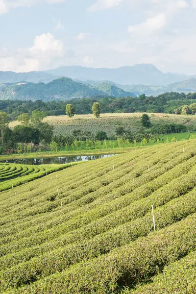 Tayland Tayland Çay Çiftliği — Stok fotoğraf