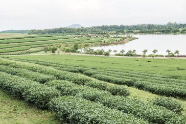 Tayland 'da gölü olan çay çiftliği.
