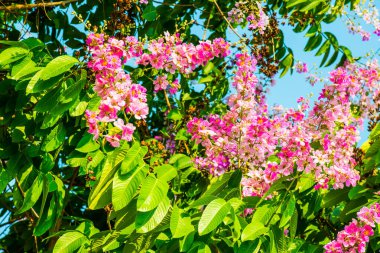 Yeşil yapraklı Lagerstroemia çiçekleri, Tayland