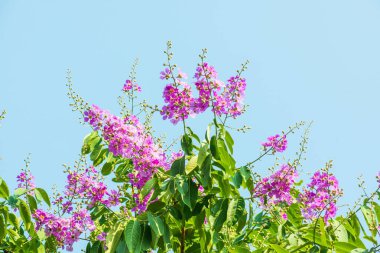 Lagerstroemia çiçekleri mavi gökyüzü, Tayland