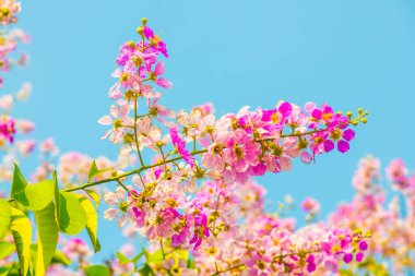 Lagerstroemia çiçekleri mavi gökyüzü, Tayland