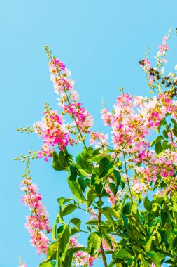 Lagerstroemia çiçekleri mavi gökyüzü, Tayland