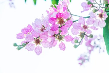 Beyaz gökyüzü ile Lagerstroemia çiçekleri, Tayland