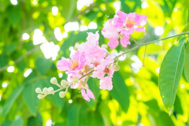 Yeşil yapraklı Lagerstroemia çiçekleri, Tayland