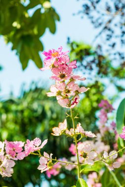 Lagerstroemia çiçekleri mavi gökyüzü, Tayland