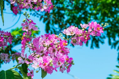 Lagerstroemia çiçekleri mavi gökyüzü, Tayland