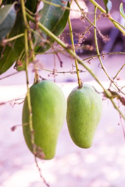 Ağaçta mango meyvesi, Tayland