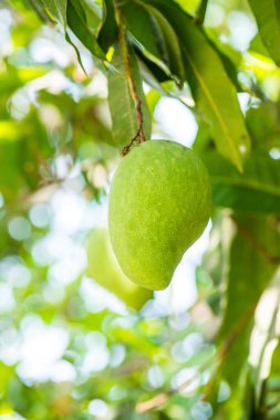 Ağaçta mango meyvesi, Tayland