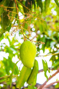 Ağaçta mango meyvesi, Tayland