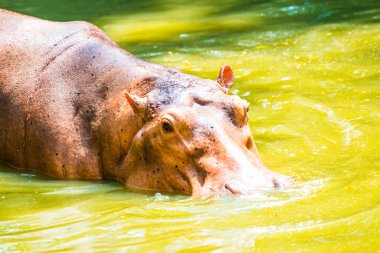 Sudaki su aygırı, Tayland