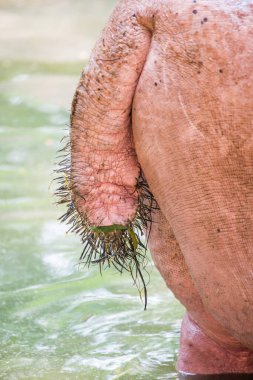 Hippopotamus 'un kuyruğu, Tayland