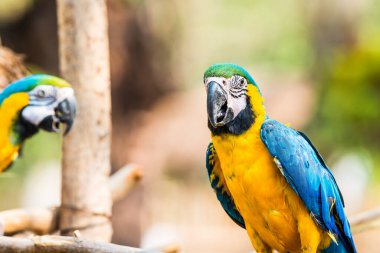 Tayland 'daki şubede mavi ve altın makavı