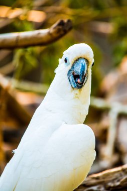 Sarı tepeli Kakadu Portresi, Tayland