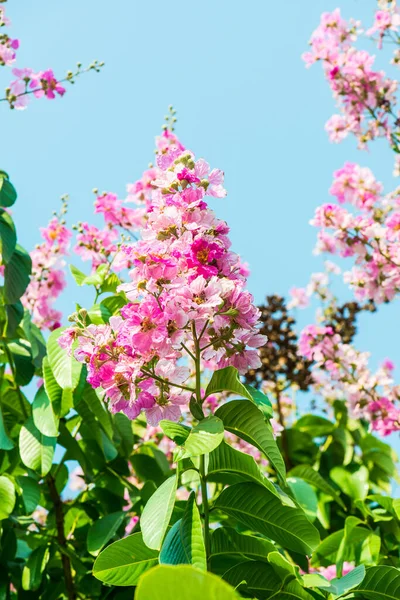 Lagerstroemia çiçekleri mavi gökyüzü, Tayland