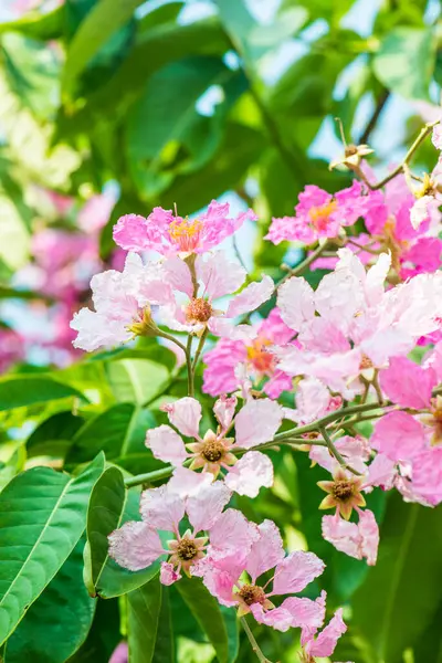 Yeşil yapraklı Lagerstroemia çiçekleri, Tayland