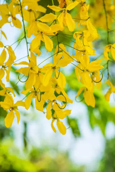 Chuveiro Dourado Flores Árvore Tailândia — Fotografia de Stock