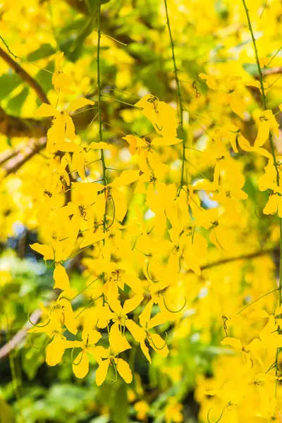 Golden Shower Bloemen Boom Thailand — Stockfoto