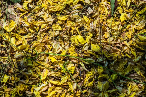 Tayland 'da Altın Sağanak Çiçekleri