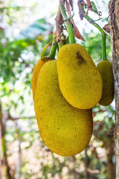 Ağaçta Jackfruit, Tayland