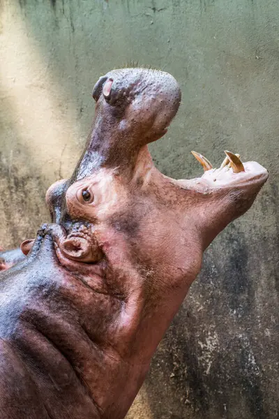 Hipopotam Otwórz Usta Tajlandii Tajlandia — Zdjęcie stockowe