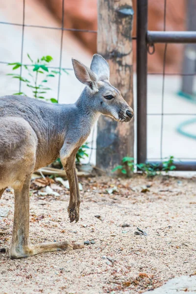Tayland Kırmızı Kanguru — Stok fotoğraf