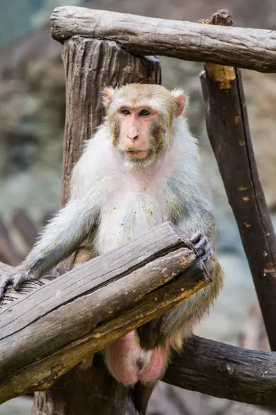 Rhesus Macaque Maymun Portresi, Tayland