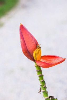 Doğada muz tomurcuğu, Tayland