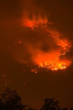 Tayland 'da Gece Orman Yangını