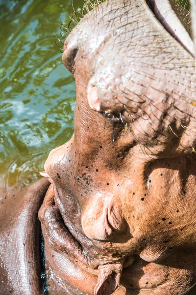 タイの水の中のカバ — ストック写真