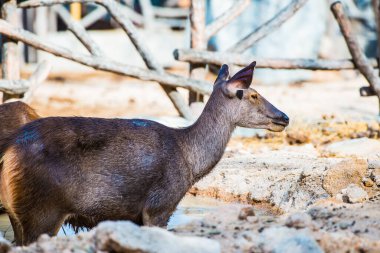 Samba Geyiği Portresi, Tayland