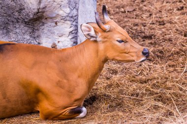 Banteng, Tayland Portresi