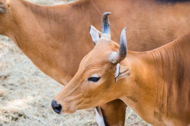 Banteng, Tayland 'ın Baş Fotoğrafı